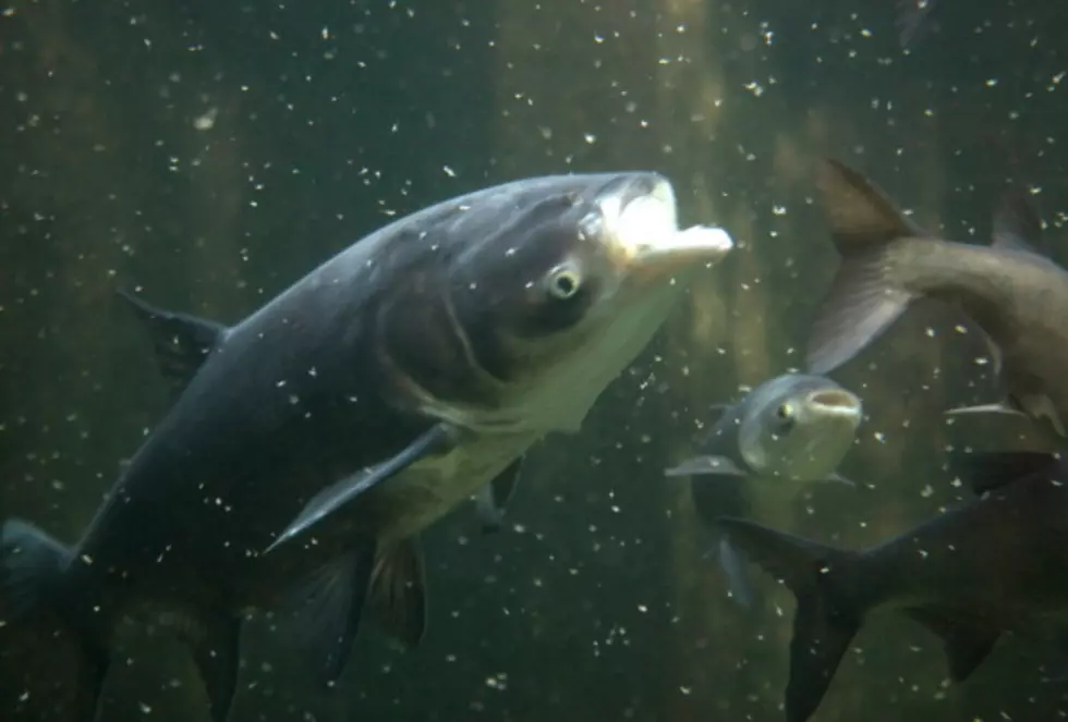 Illinois Is Changing A Fish’s Name&#8230;So You’ll Want To Eat It