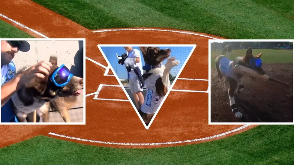 Wisconsin Minor League Baseball Team Employs Dog Instead Of Children To Retrieve Bats