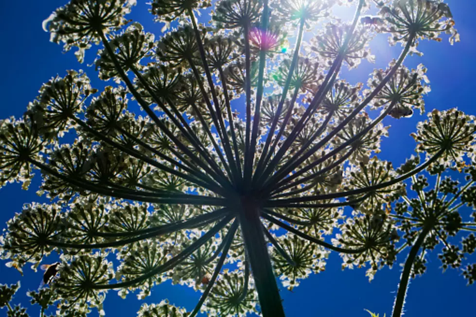 This Toxic Illinois Plant Will Make You Feel Like You&#8217;re On Fire