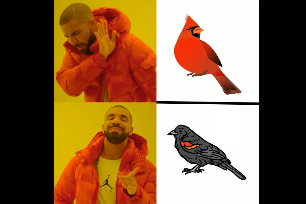 Somehow The Most Common Bird In Illinois Is Not The Cardinal