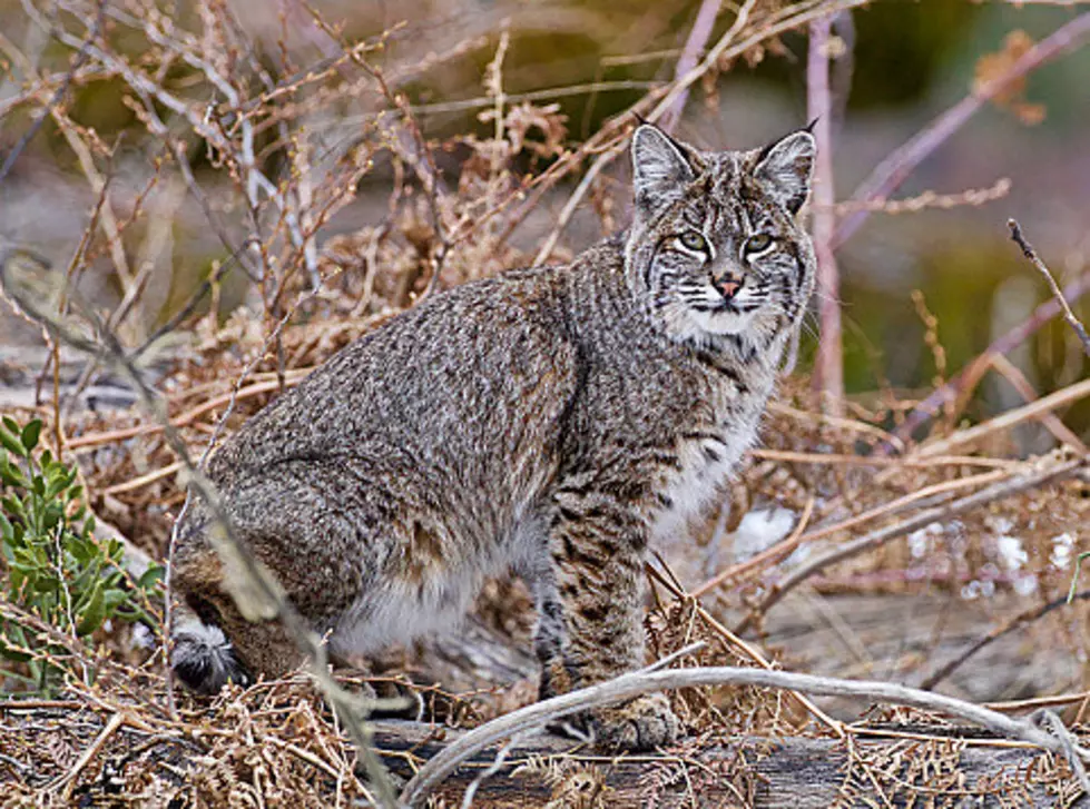 Start Seeing Bobcats: Illinois&#8217; Population Of Them Is Growing