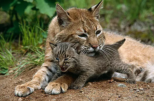 Start Seeing Bobcats: Illinois' Population Of Them Is Growing