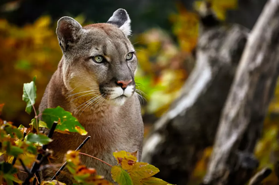 Illinois DNR Warns Of A Mountain Lion Roaming Through Illinois