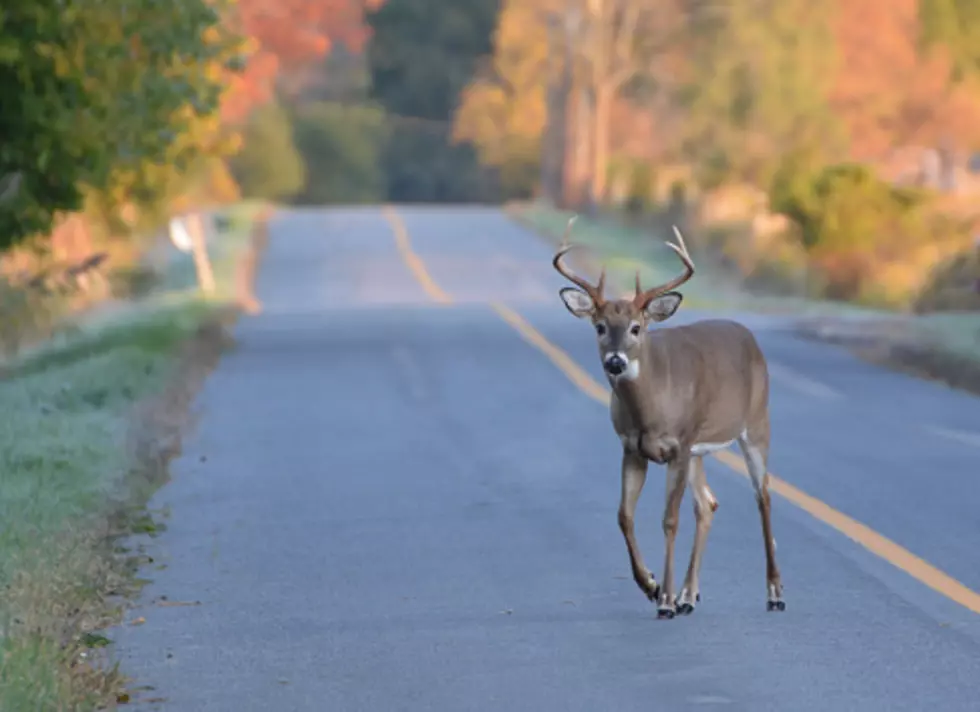 Deer Mating Season: Here’s The Odds Of Hitting A Deer In Illinois