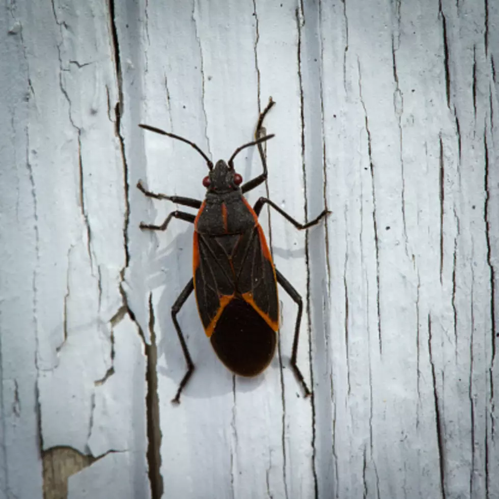 Illinois’ Box Elder Bugs: Some Stuff You Didn’t Know