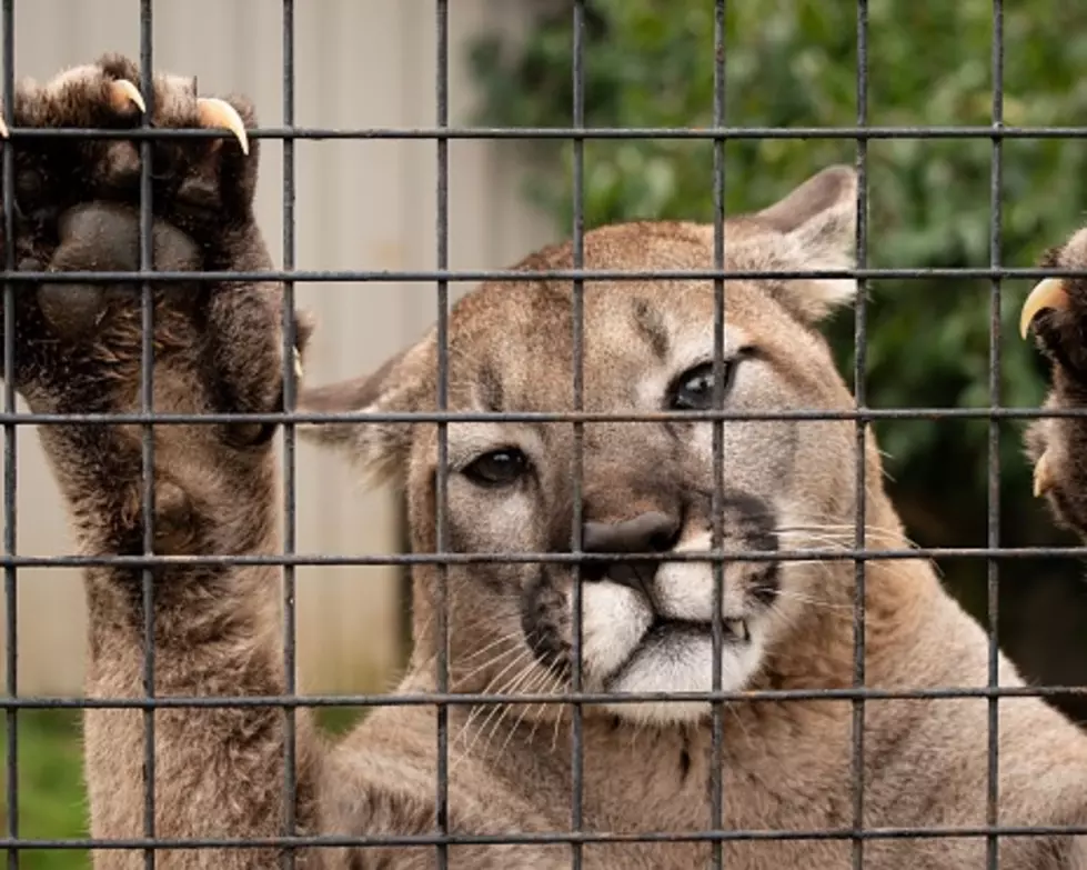 Illinois Mountain Lion Arrested For Loitering, Sent To Indiana
