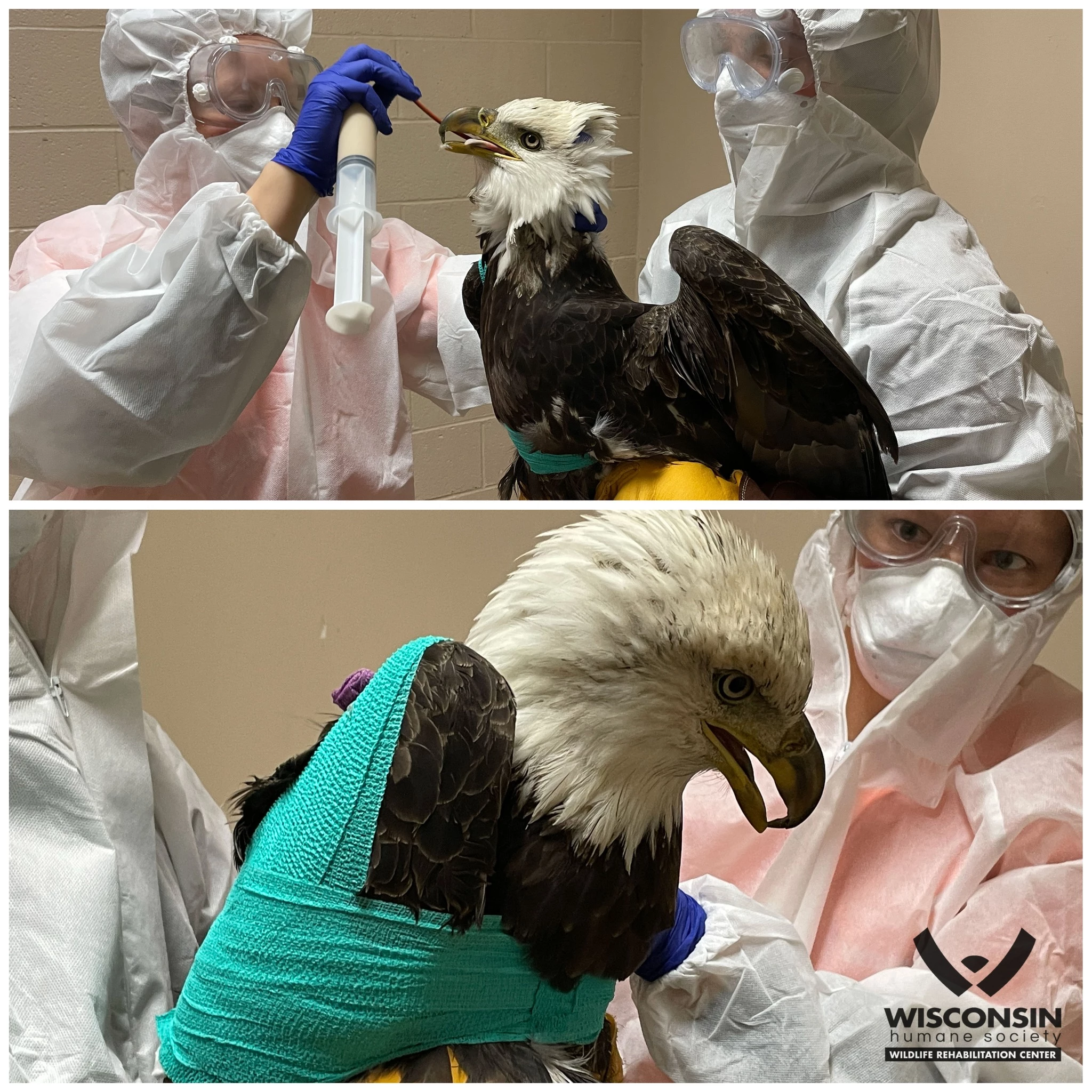 The Peacock and the Bald Eagle