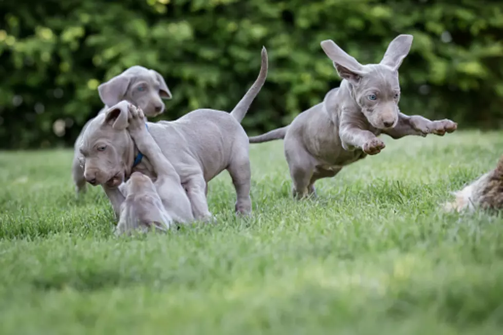 Rockford BBB: Puppy Scams Are Costing Victims More Than Ever
