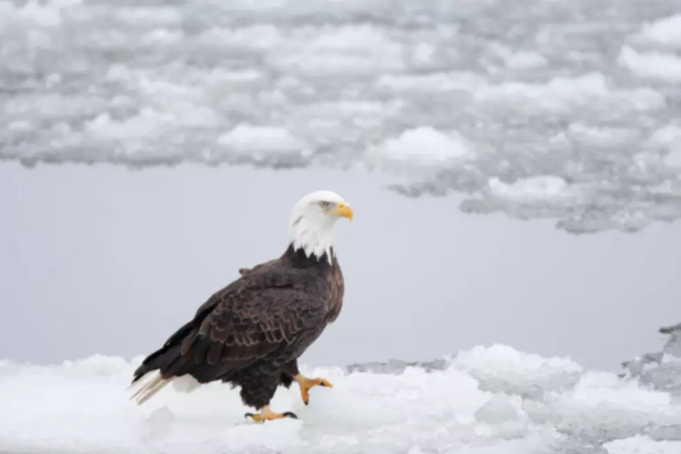 Check The Video: Kayaker Rescues Eagle From Ice In Waukegan