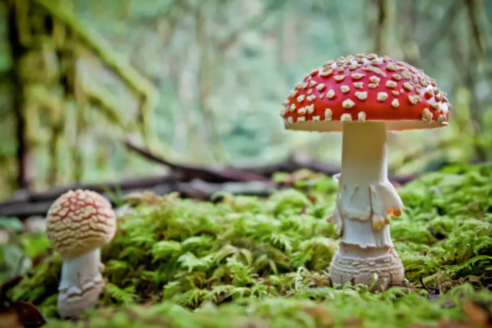 Illinois State Rep Pushes To Legalize Magic Mushrooms
