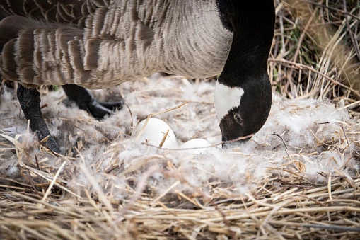 Illinois Has Lots Of Geese But Can You Eat Their Eggs