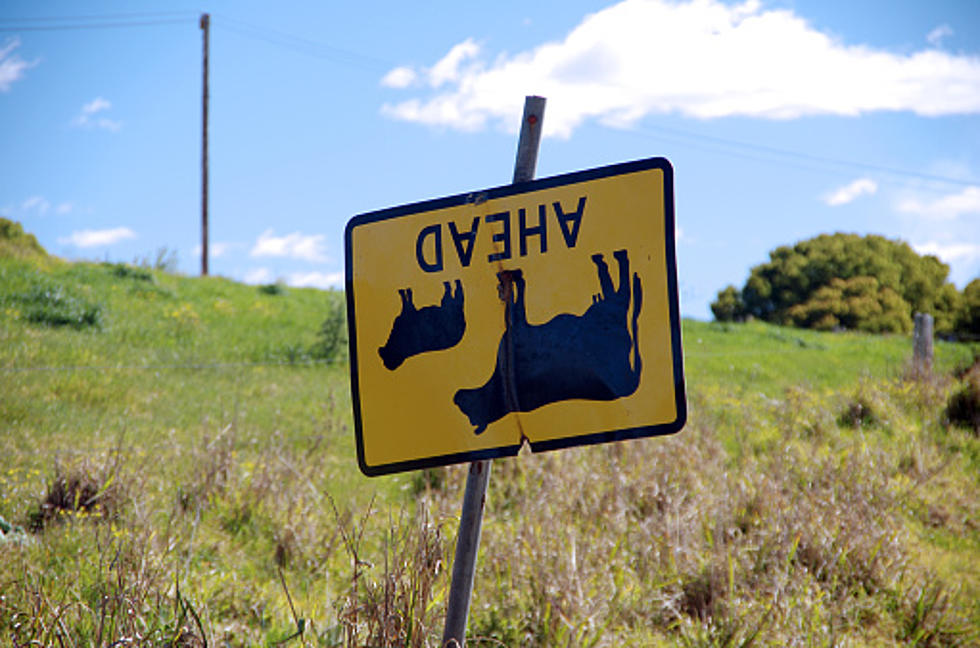 You’ve Heard Of Midwest Cow-Tipping? Science Says It’s Total BS!
