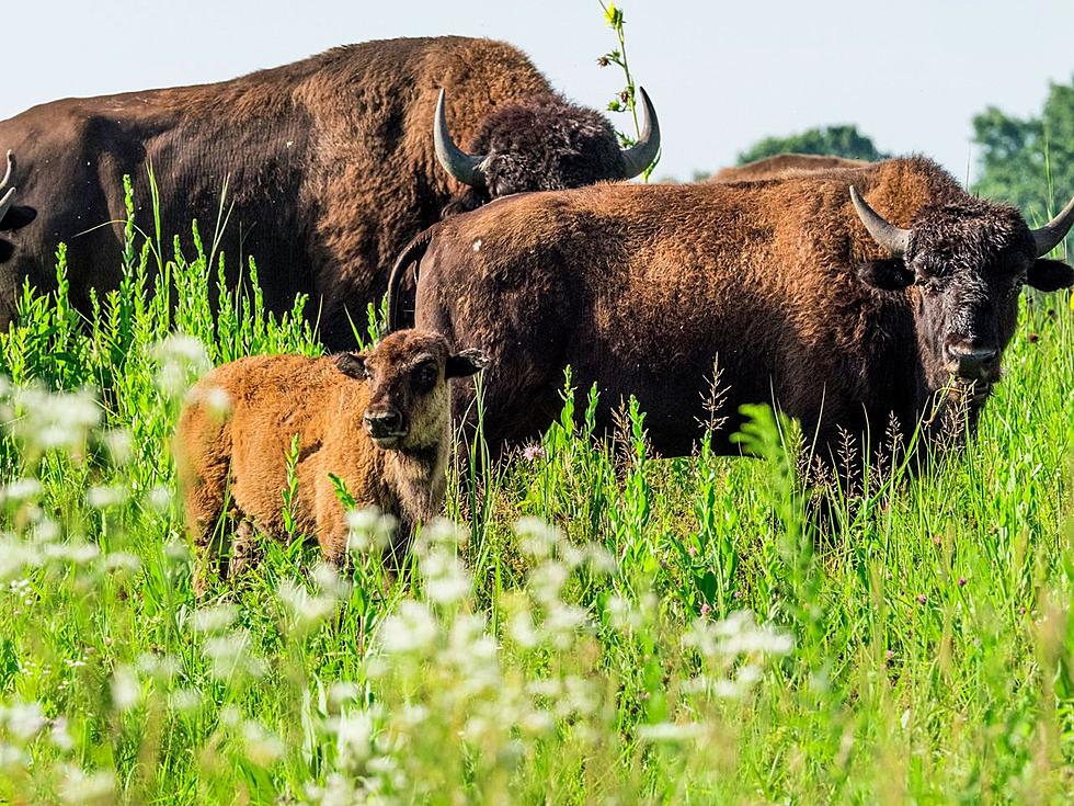 Here's Where To See A Hidden Herd Of Bison In Illinois