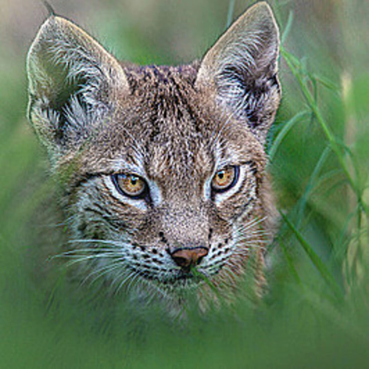 Bobcat released into the wild after spending winter recovering at Virginia  wildlife center