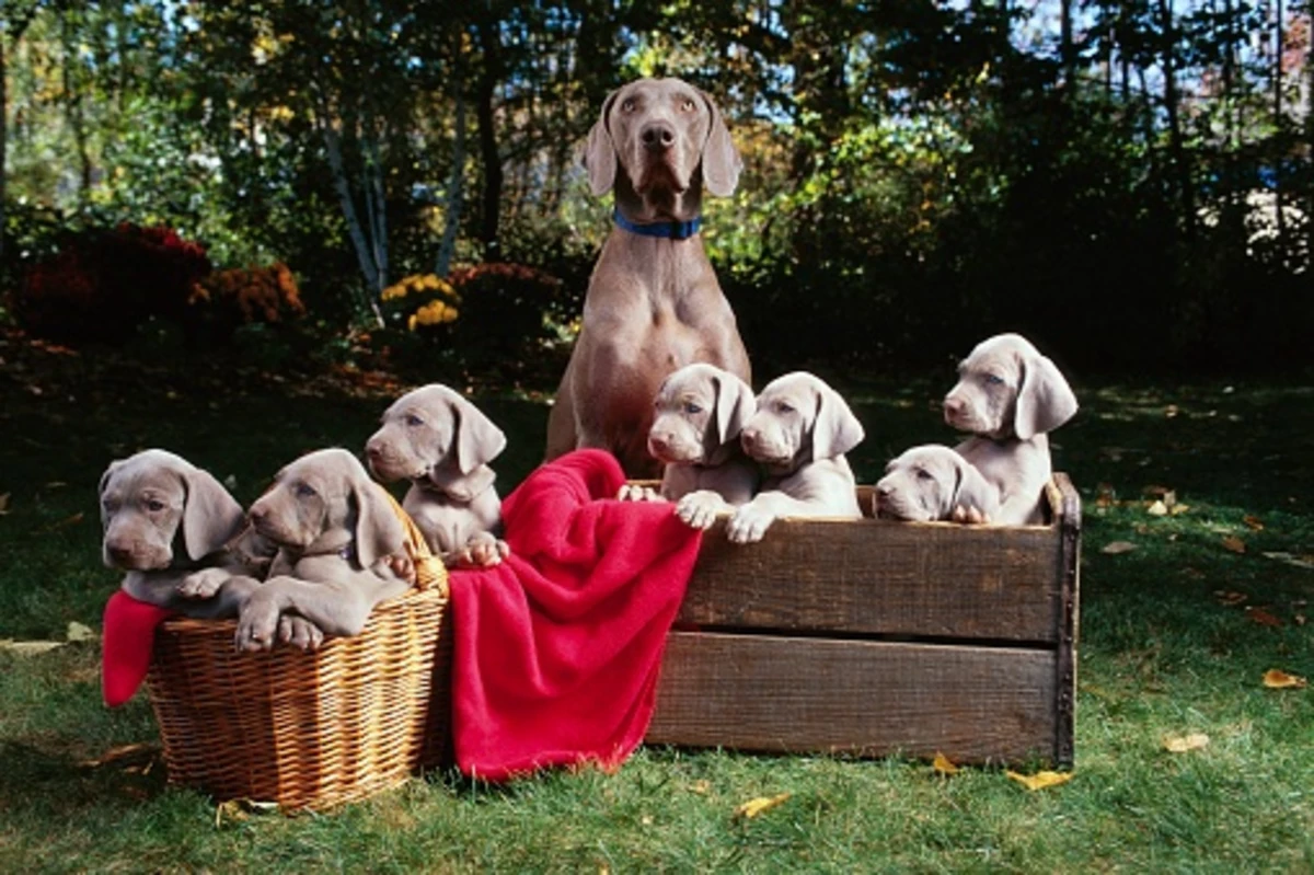 Here’s How Many Dogs Illinois Residents Can Have Here’s How Many Dogs Illinois Residents Can Have