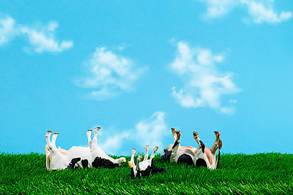 Is There Cow-Tipping In Illinois? Science Says It’s Complete BS