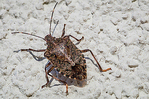 Stink Bugs  Missouri Department of Conservation