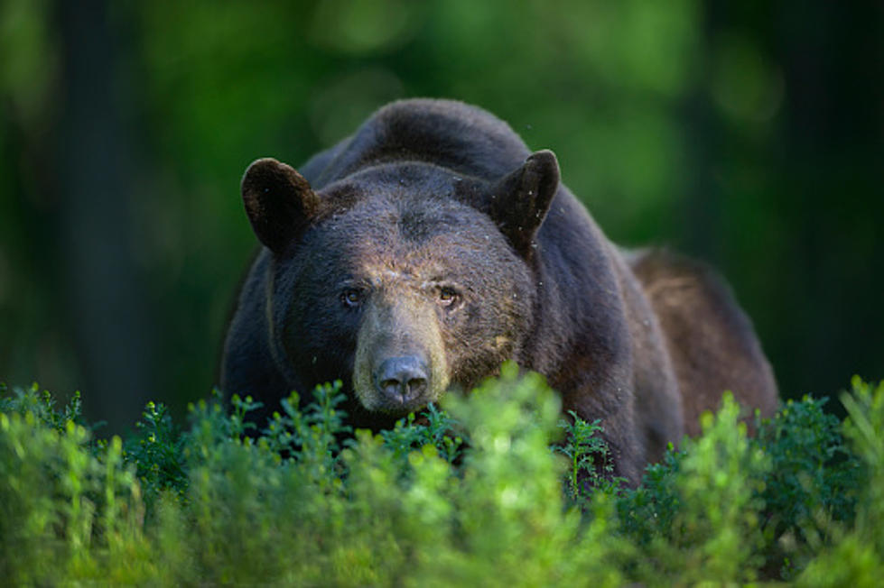 A Bear In The Burbs? Antioch Cops Investigate Bear Sighting