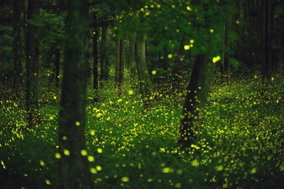 There’s A Shortage Of Fireflies In Illinois–Here’s Why
