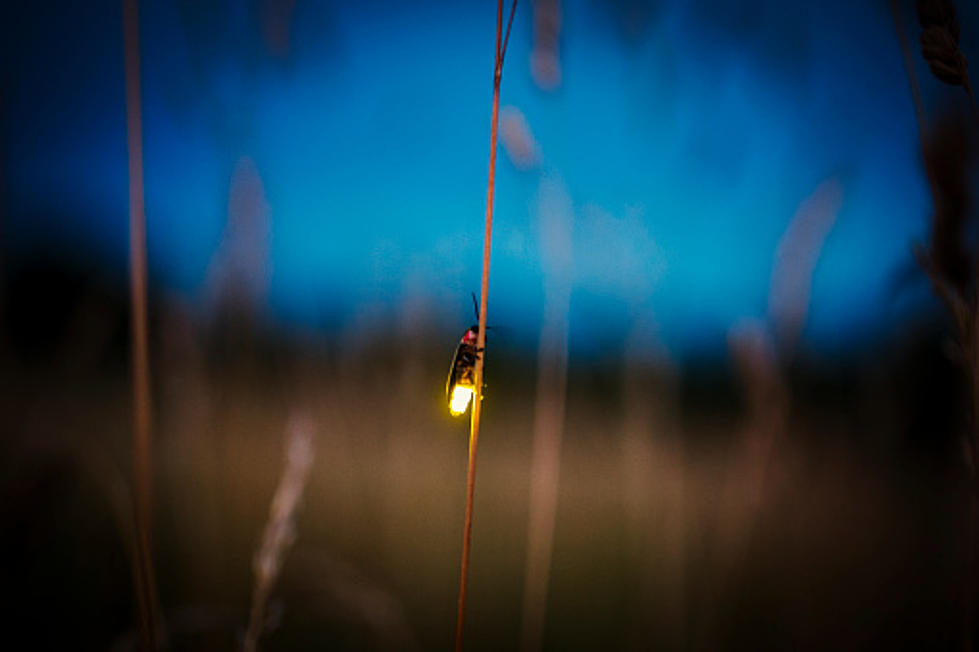 There’s A Shortage Of Fireflies In Illinois–Here’s Why