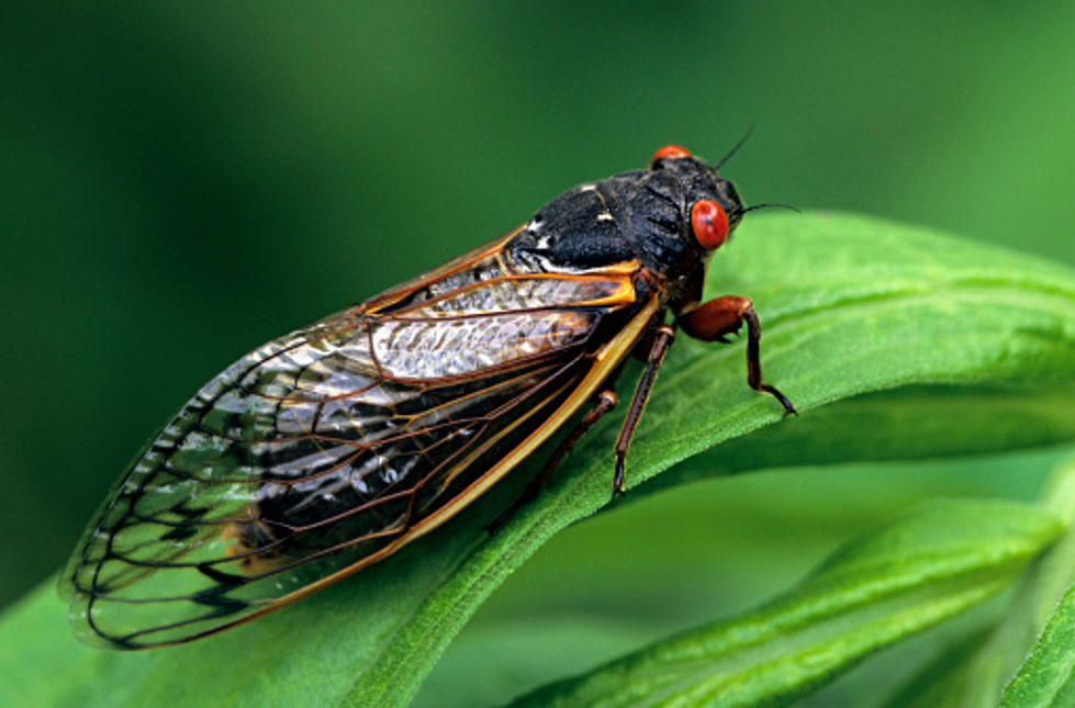 Coming To Illinois Next Spring: Billions And Billions Of Cicadas