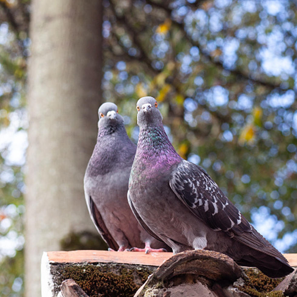 No One Ever Sees Baby Pigeons In Illinois&#8211;Wanna Know Why?