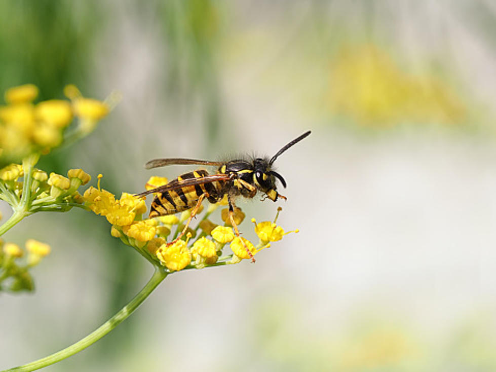 Illinois&#8217; Wasps Are Everywhere-Here&#8217;s Why You Shouldn&#8217;t Kill Them