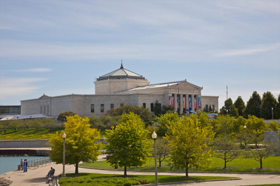 Chicago’s Shedd Aquarium Is About To Get A $500 Million Facelift