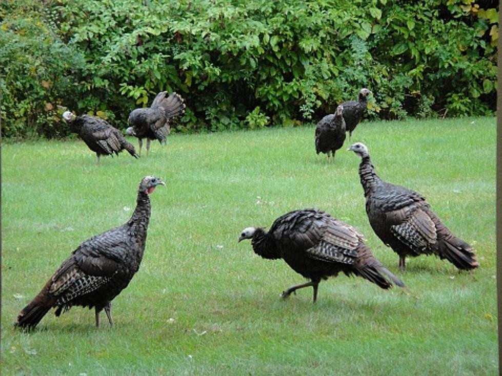 Why Does Rockford Seems To Be Overrun With Wild Turkeys?