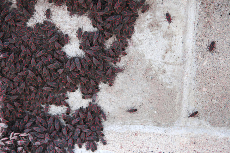 Illinois' Box Elder Bugs: Here's Why Are There So Many Right Now