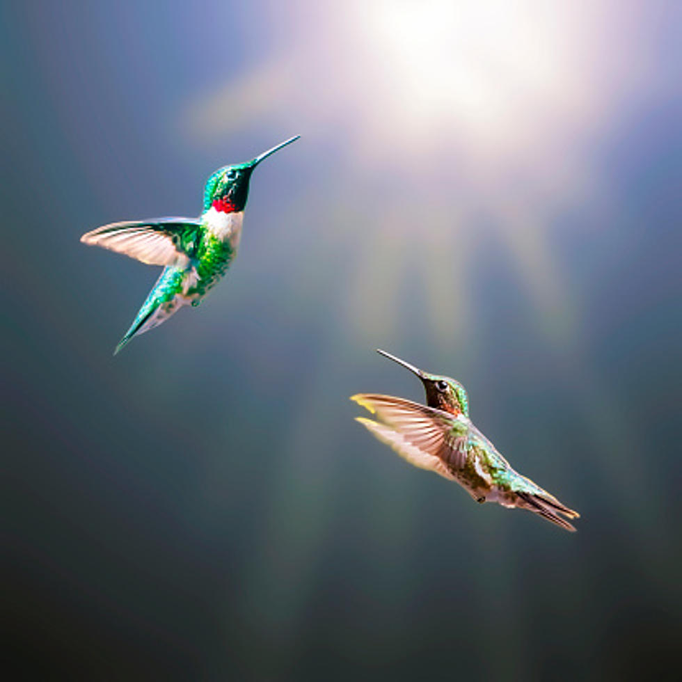 Migrating Hummingbirds Are Coming Through Illinois Heading South