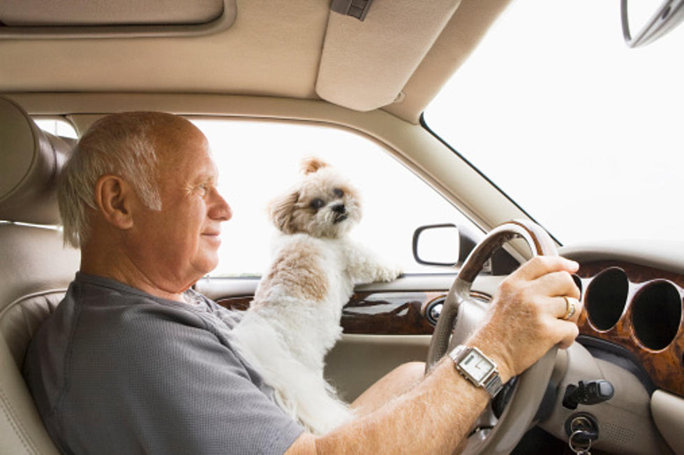 Can You Be Fined For Driving With A Dog In Your Lap In Illinois?