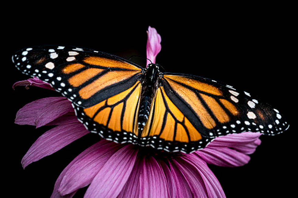 Monarch Migration: Butterfly Viewing Peaking In Northern Illinois