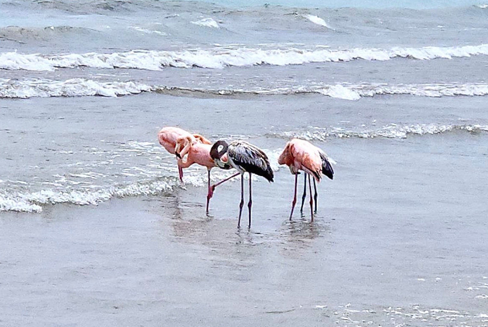 Rare pink flamingo sighting on Lake Michigan in Wisconsin draws