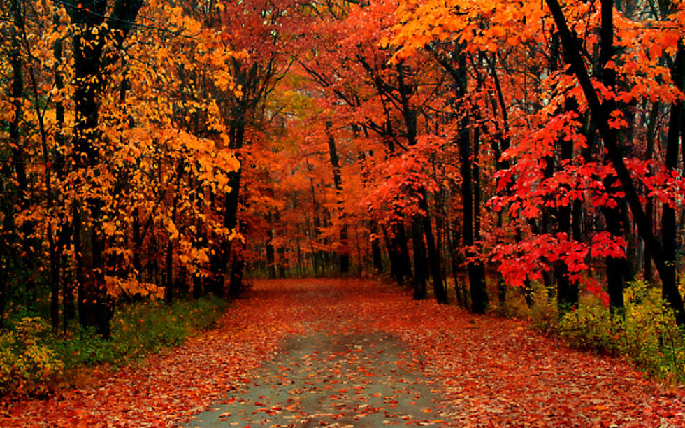 Survey: This Spot Is Illinois’ #1 Hidden Gem For Fall Colors