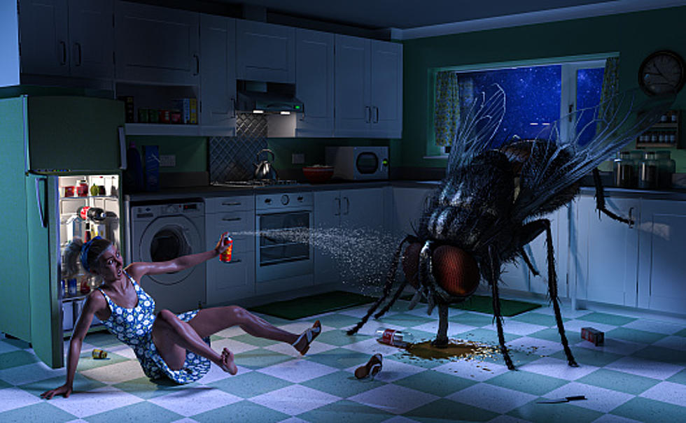 It’s Getting Colder In Illinois, And These Bugs Want In Your Home