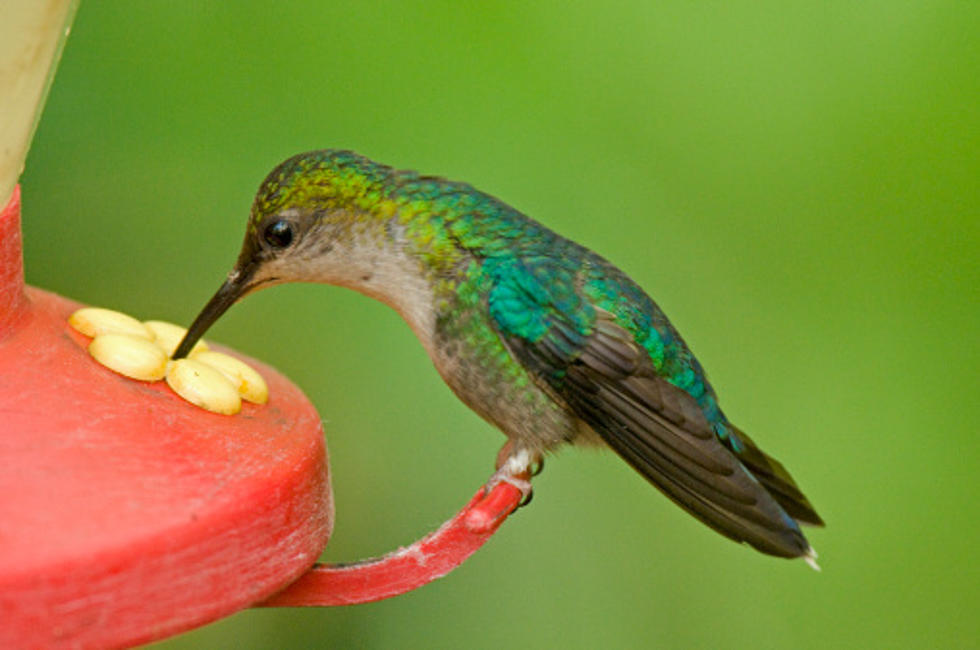 Here’s When You Should Take Down Hummingbird Feeders In Illinois