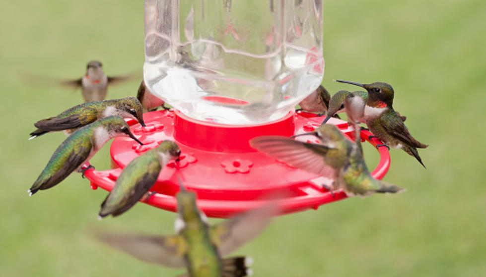 Here’s When You Should Take Down Hummingbird Feeders In Illinois