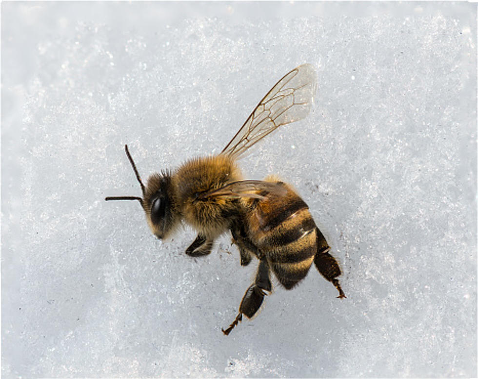 Where Do Illinois’ Bees Go When The Weather Turns Cold?
