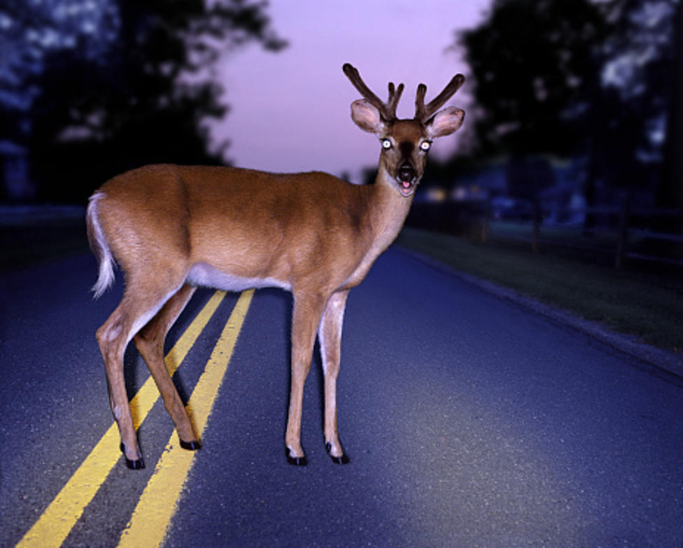 Deer Everywhere: Here Are The Odds Of You Hitting One In Illinois