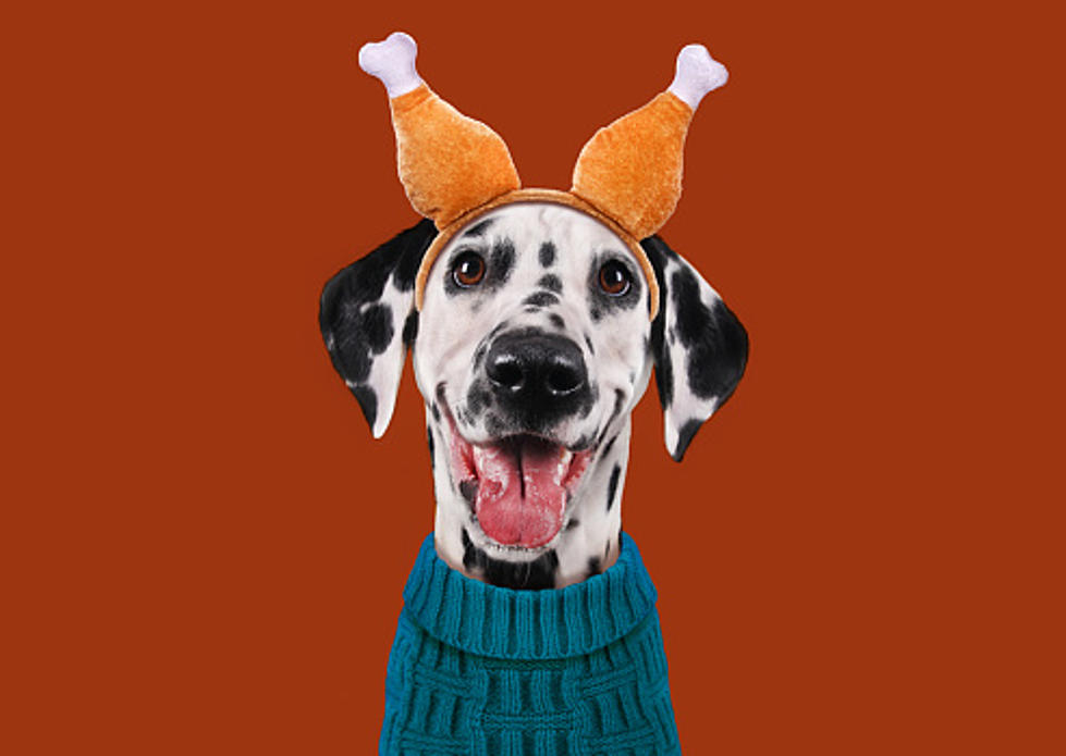 Illinois Thanksgiving: Here Are The Foods You Can Give Your Pets