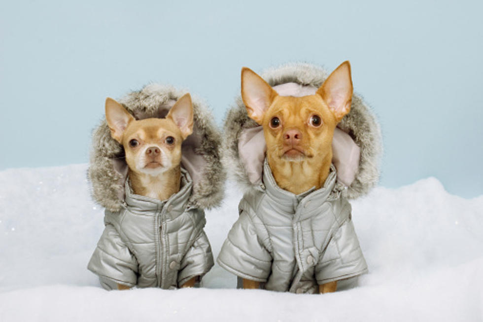 Do Dogs In Illinois Really Need To Wear Coats In Cold Weather?