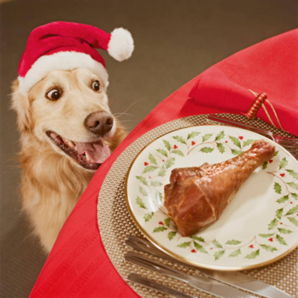 Illinois Pet Owners: Keep These Holiday Food Items Away From Them