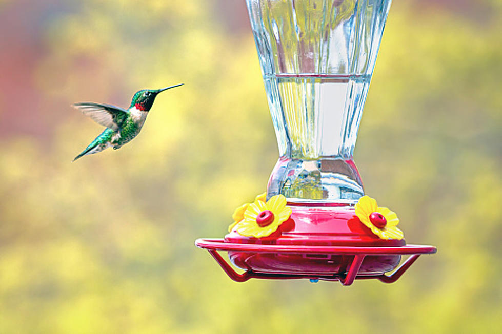 In Illinois, Here’s When To Put Hummingbird Feeders Back Up