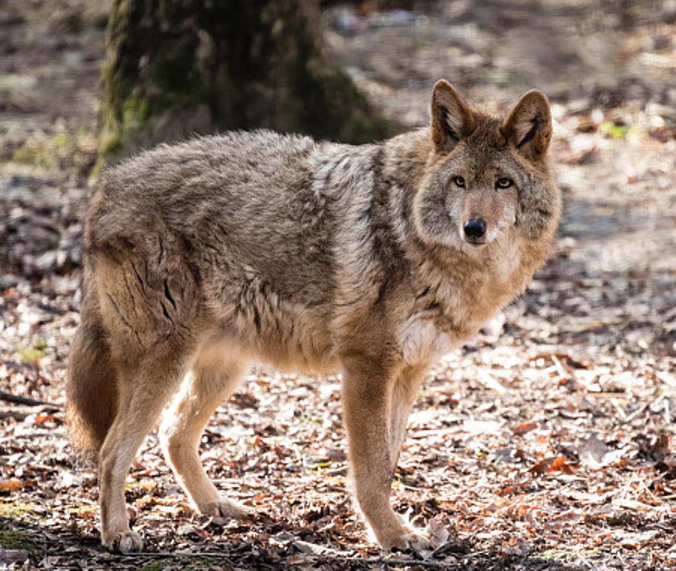 Coyotes In Illinois: There Are A Lot More Than You Might Think
