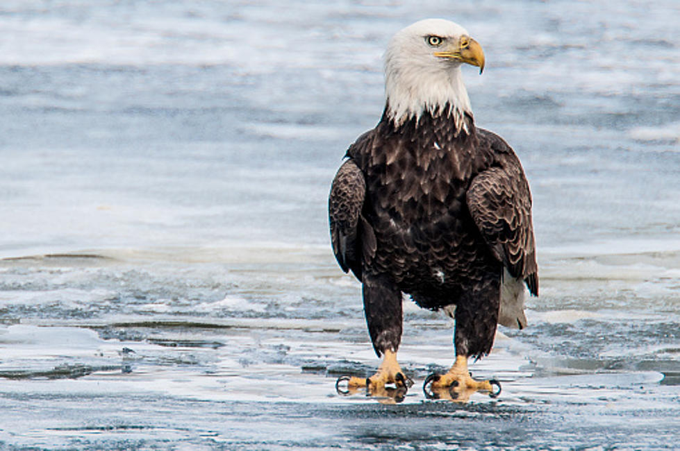 It’s Eagle Watching Time In Illinois: Here Are The Best Places