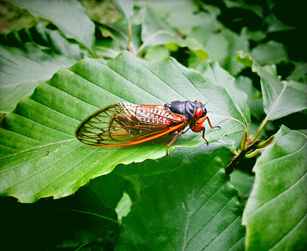 Illinois Cicada Spring Invasion: Do You Know About Their Pee?