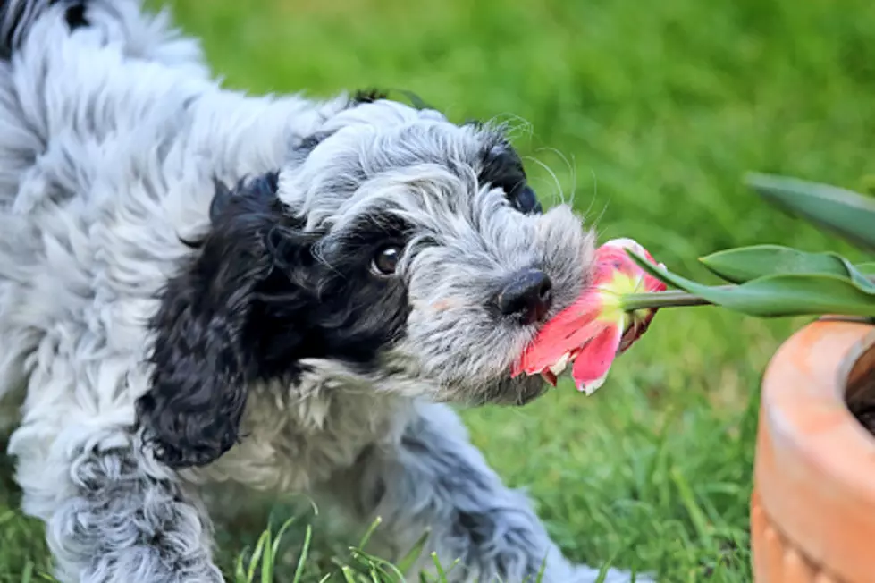 Warning: These Illinois Spring Flowers Can Be Deadly To Your Dog