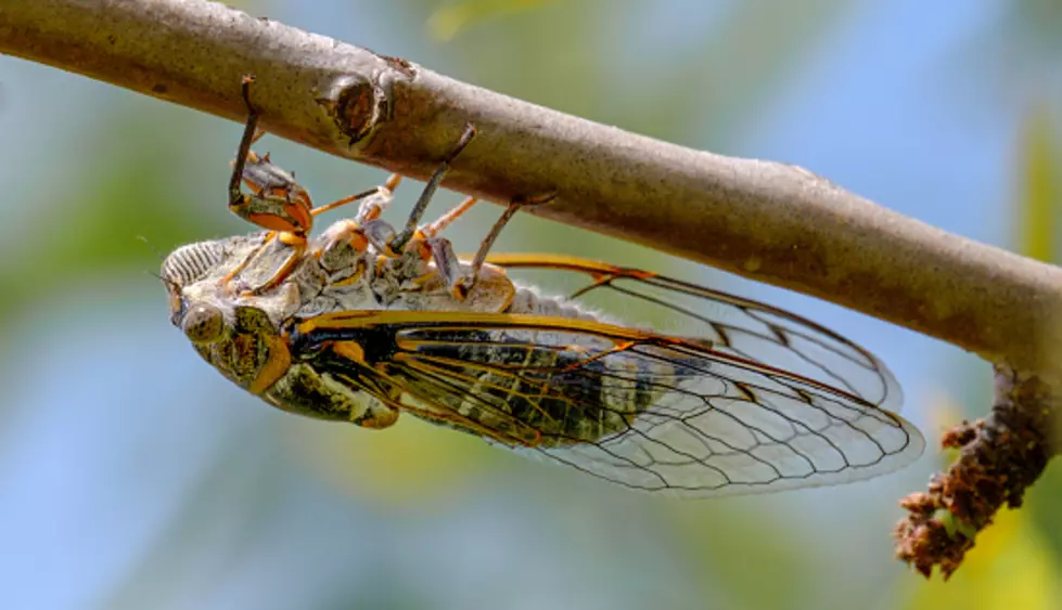 They&#8217;re Coming: Chicago Just Issued A Cicada Advisory