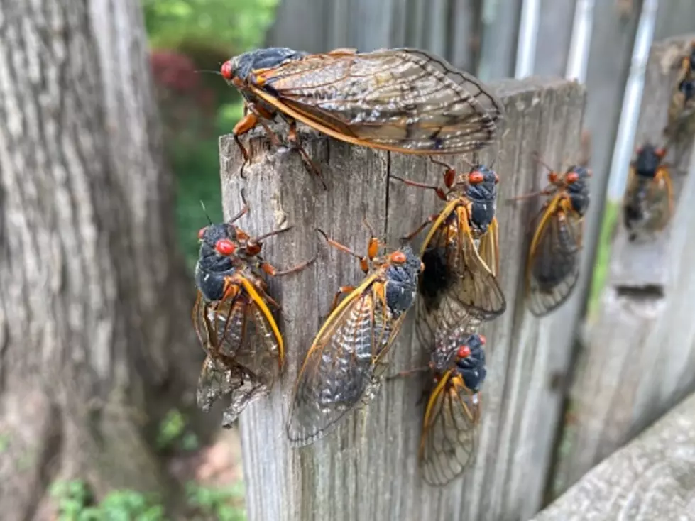 Illinois Cicada Invasion: Here&#8217;s When Experts Say They’ll Show Up
